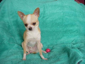 Teacup Chihuahua Puppies For Sale in Ontario, Canada | Sunsets Chihuahuas