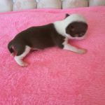 Long Hair Teacup Chihuahua Puppies For Sale In Ottawa, Canada 