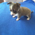 Long Hair Teacup Chihuahua Puppies for Sale in Ottawa, Canada | Sunsets ...