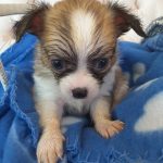 Long Hair Teacup Chihuahua Puppies for Sale in Ottawa, Canada | Sunsets ...