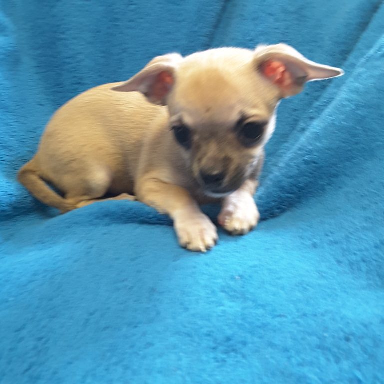 Teacup Chihuahua Puppies For Sale in Ontario, Canada | Sunsets Chihuahuas