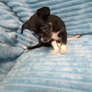 Long Hair Teacup Chihuahua Puppies for Sale in Ottawa, Canada | Sunsets ...